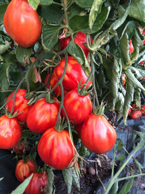grappes de tomates rouges coeur de boeuf en grande quantité et prête à être récoltées