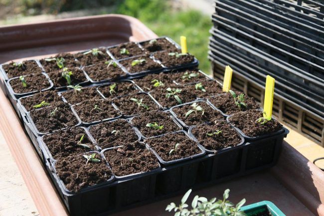 semis de tomate dans des godets