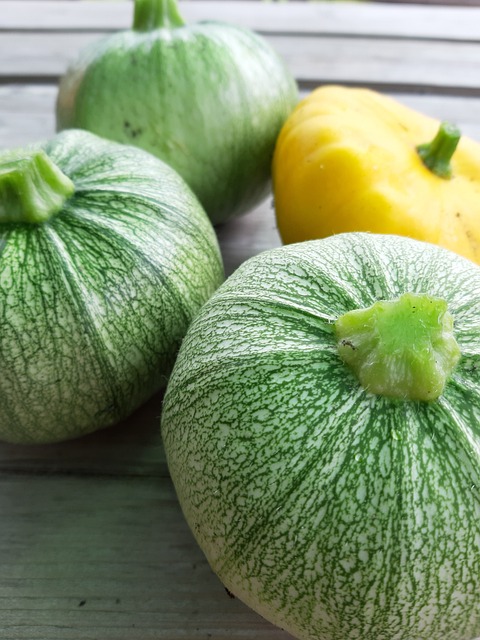 courgette ronde de Nice, courgette, récolte de courgettes rondes