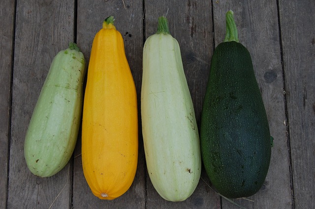 courgettes longues, courgettes de couleurs, courgettes culture