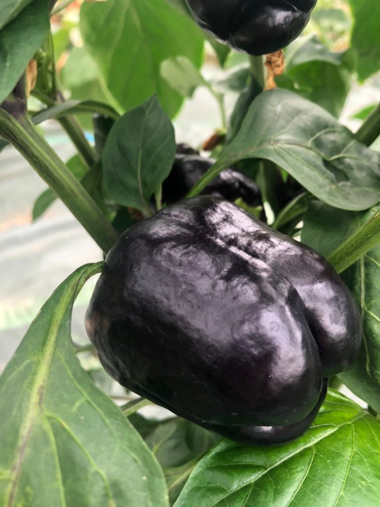 Poivron violet variété purple bell disponible sur blog.graines-de-style.fr