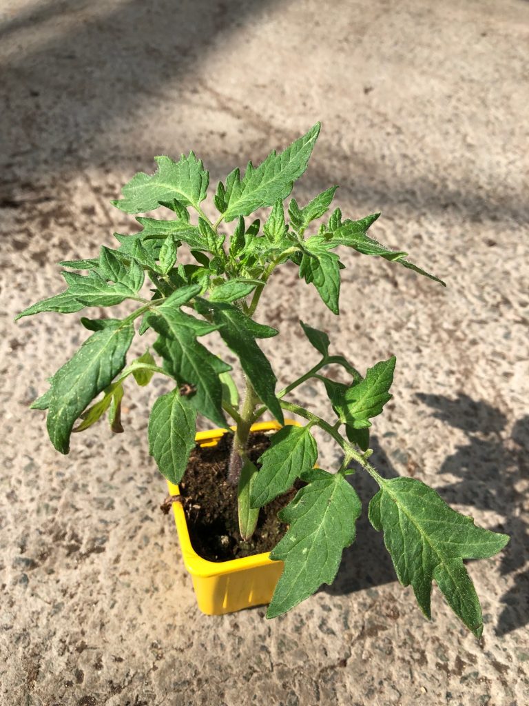 godet de tomate ananas, Plant de tomate dans un godet