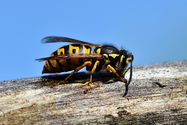 guèpe bien visible sur un morceau de bois