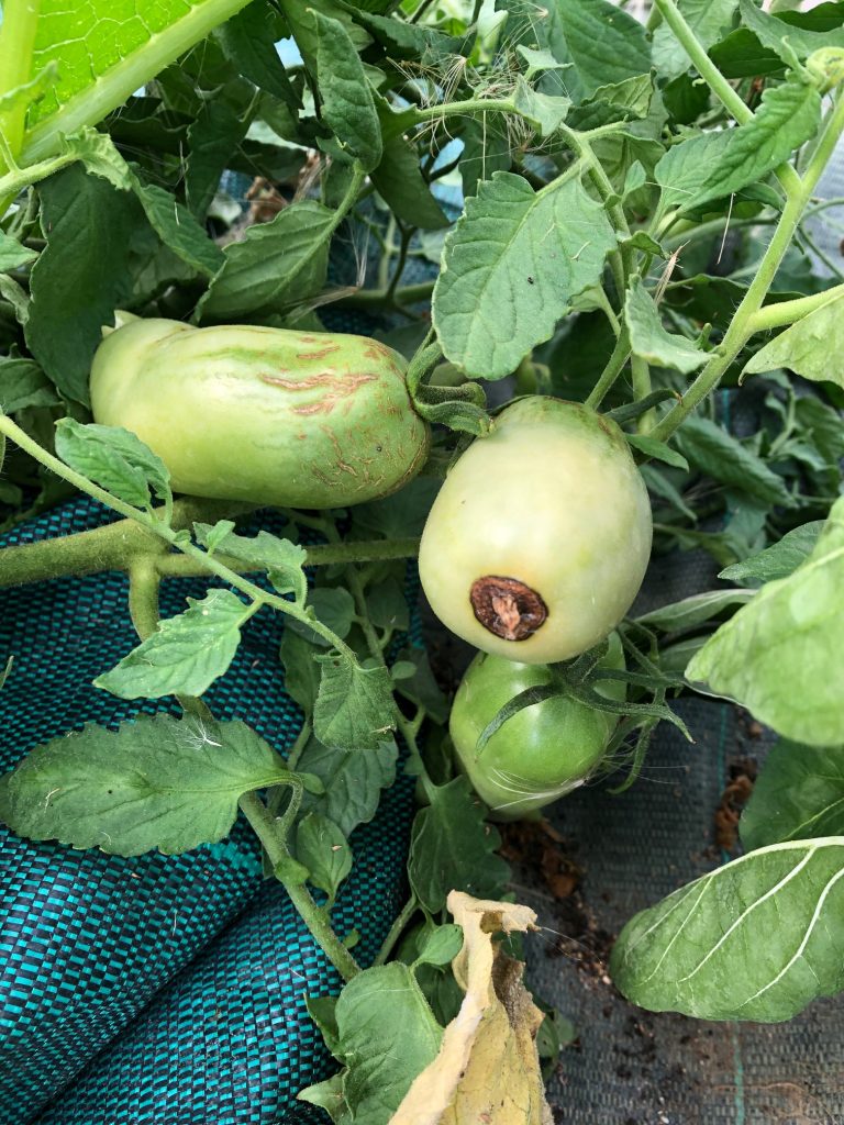 cul noir de la tomate, symptômes sur une tomate variété roma verte