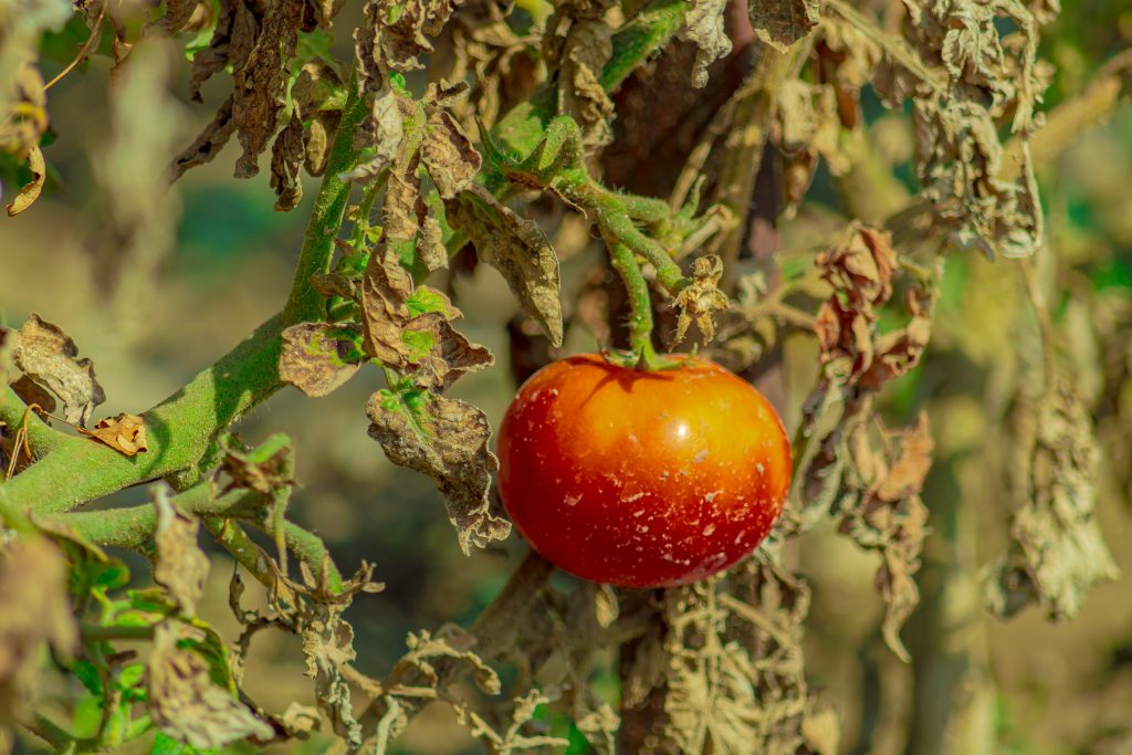 alternaria tomate, plant très attaqué en dépérissement
