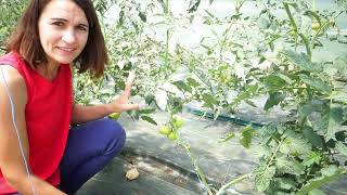 une jeune femme qui s'appelle Marion, devant une culture de plants de tomates bien poussant car il y a eu de la fertilisation
