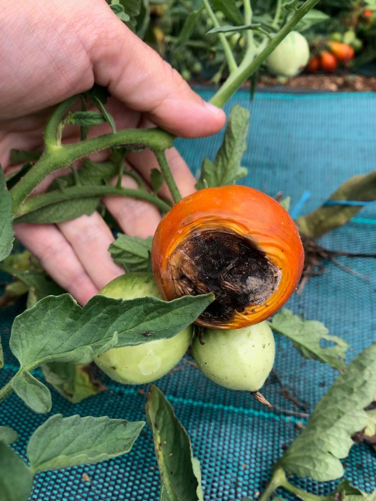 Cul noir de la tomate à un stade bien développé.