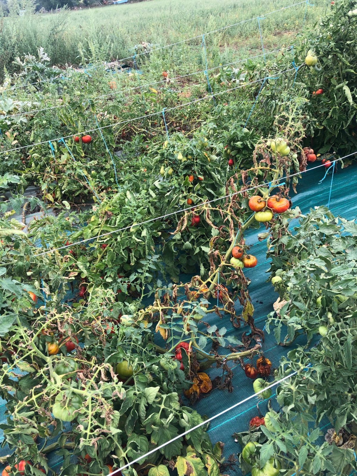 plant de tomates malades dans un potager extérieur en pleine terre
