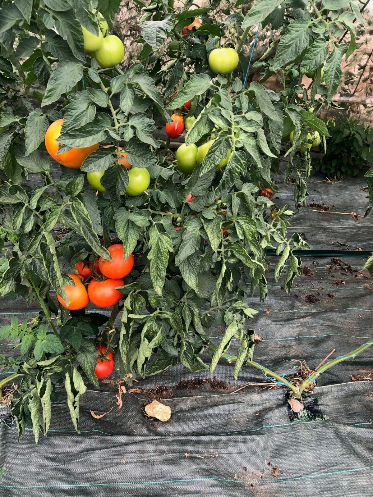 pied de tomate en pleine production, récolte abondante de fruit de tomates sous serre