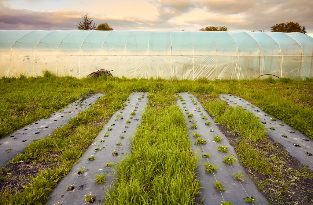 Paillage toile tissée pour une culture de fraisier, parcelle enherbée dans les allées.