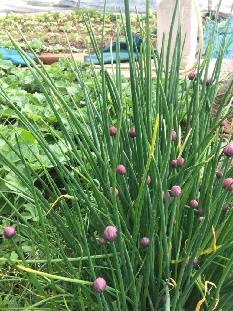 Ciboulette avec de nombreux boutons floraux.