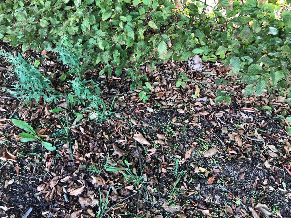 Feuilles mortes à proximité d'une haie bocagère, paillage naturel et éphémère.