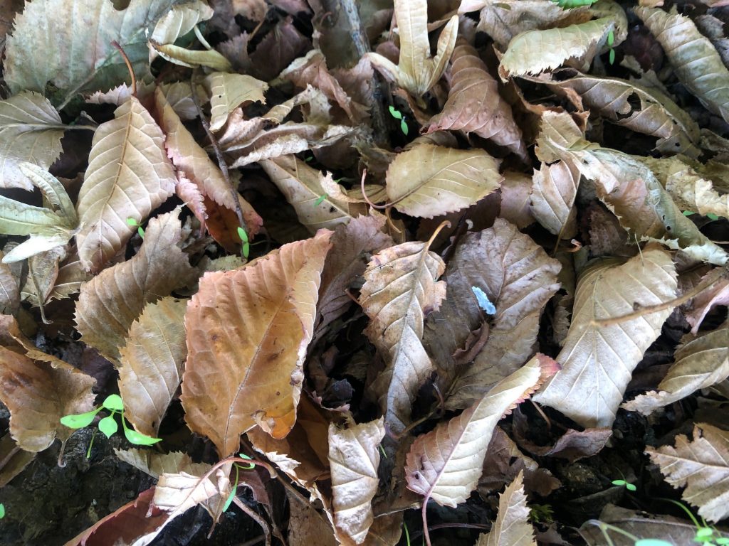 feuilles mortes sur le sol, paillage naturel et organique