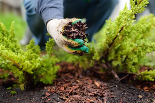 Copeaux de paillage mise en place dans les mains d'une femme sur une culture de salades