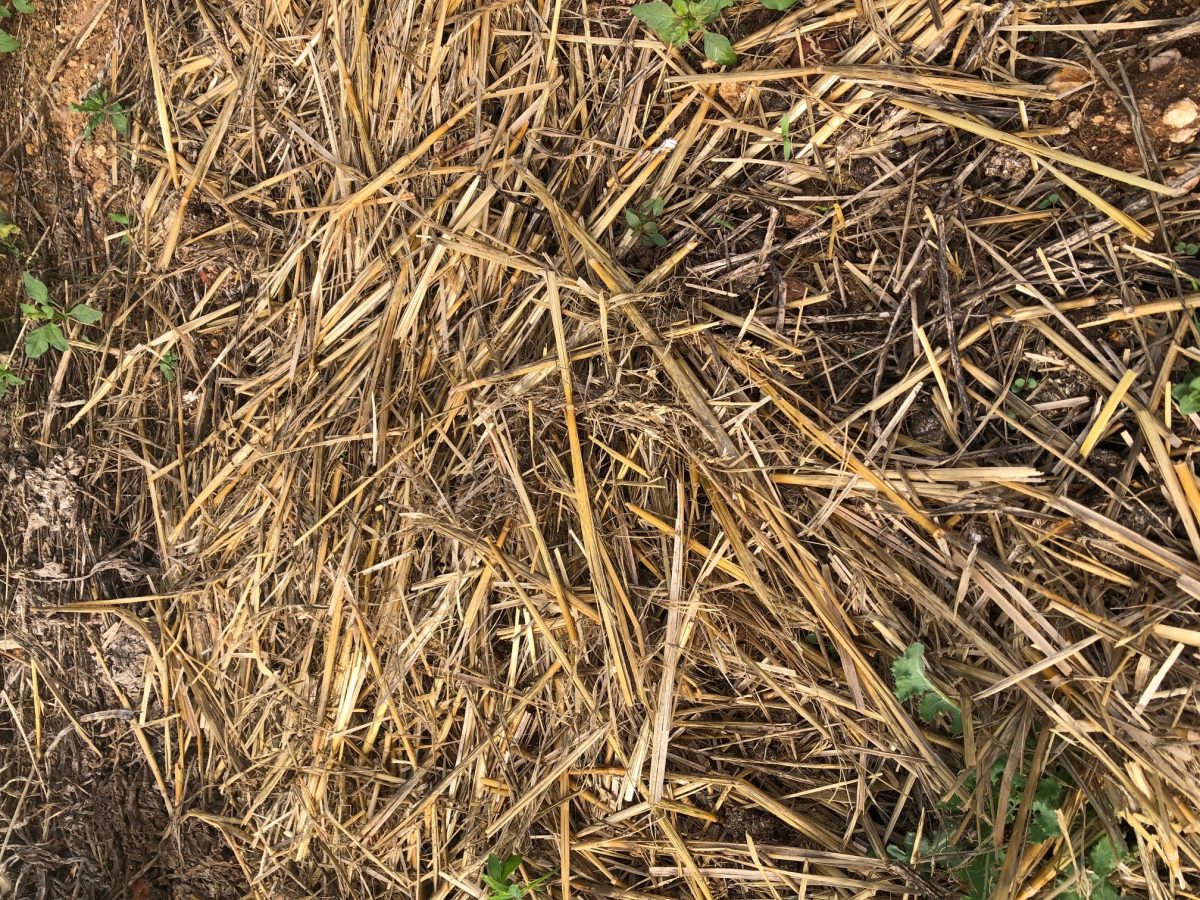 paillage naturel, paille mise sur un potager extérieur