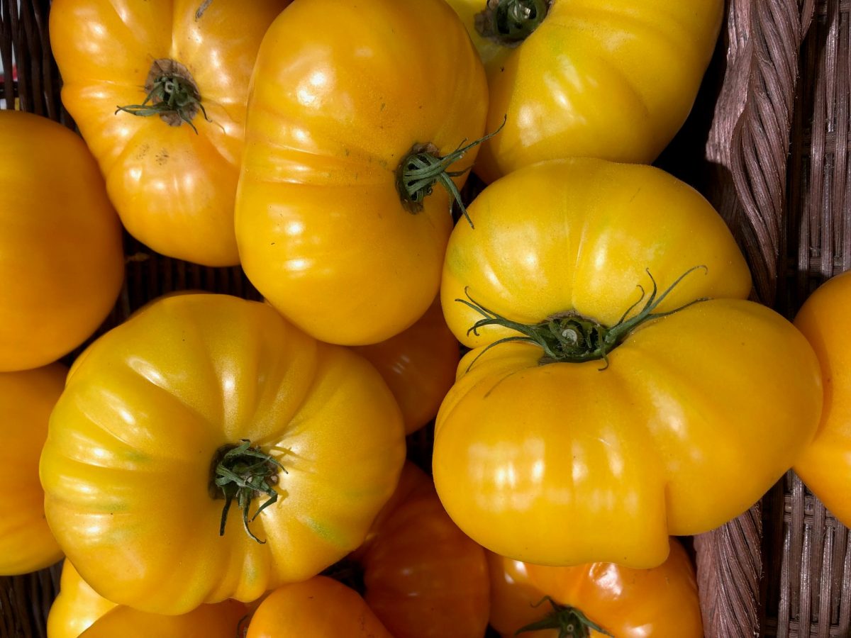 belles tomates ananas de couleur jaune juste récoltées