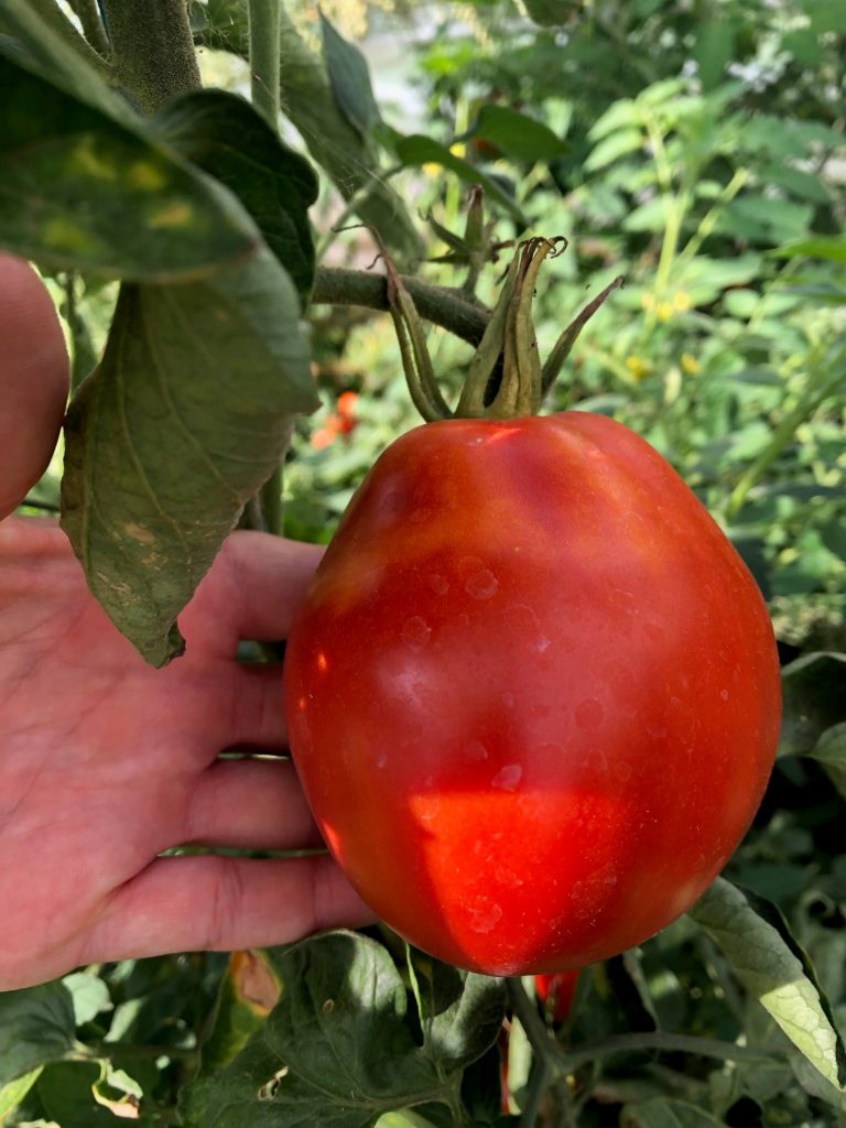 Tomate coeur de bœuf prête à être récoltée dans les mains de marion  @lamainvertedemarion