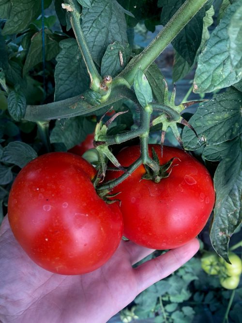 main de marion qui cueille une tomate ronde rouge mature