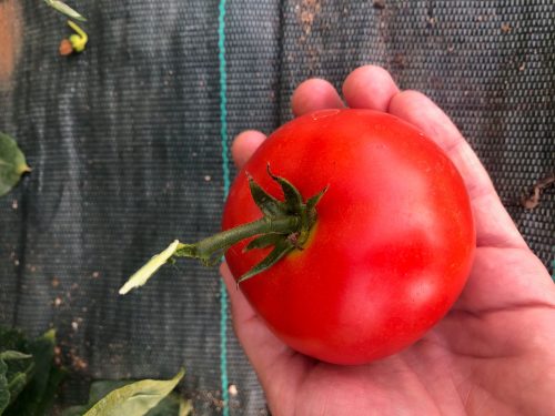 tomate dans la main de marion, tomate mature ronde rouge