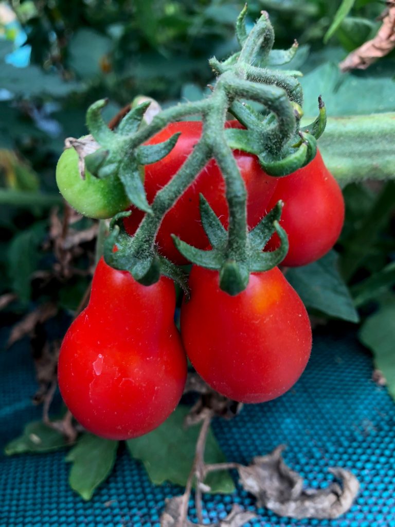 Tomates cerises poires rouges