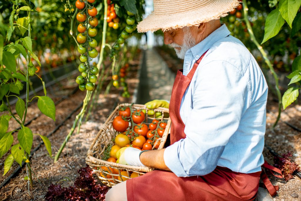 tomates sous serre qu'un sénior à cueillis