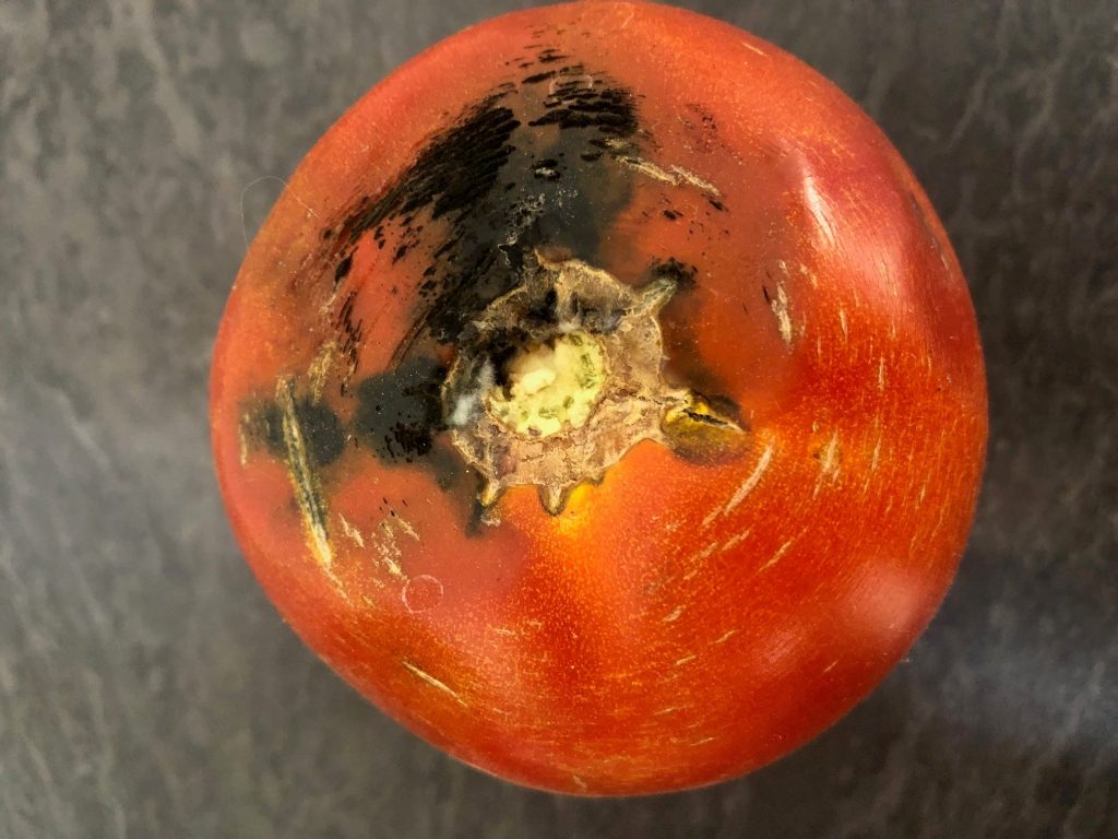 tomate abîmée avec des tâches noires