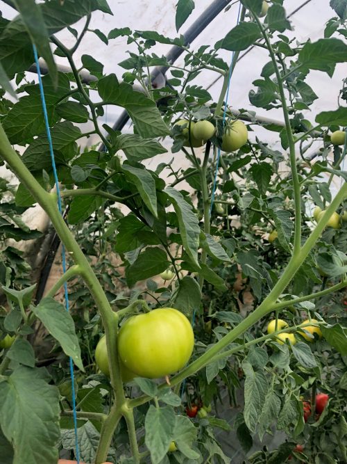 tomate grappe ronde verte, non mâture