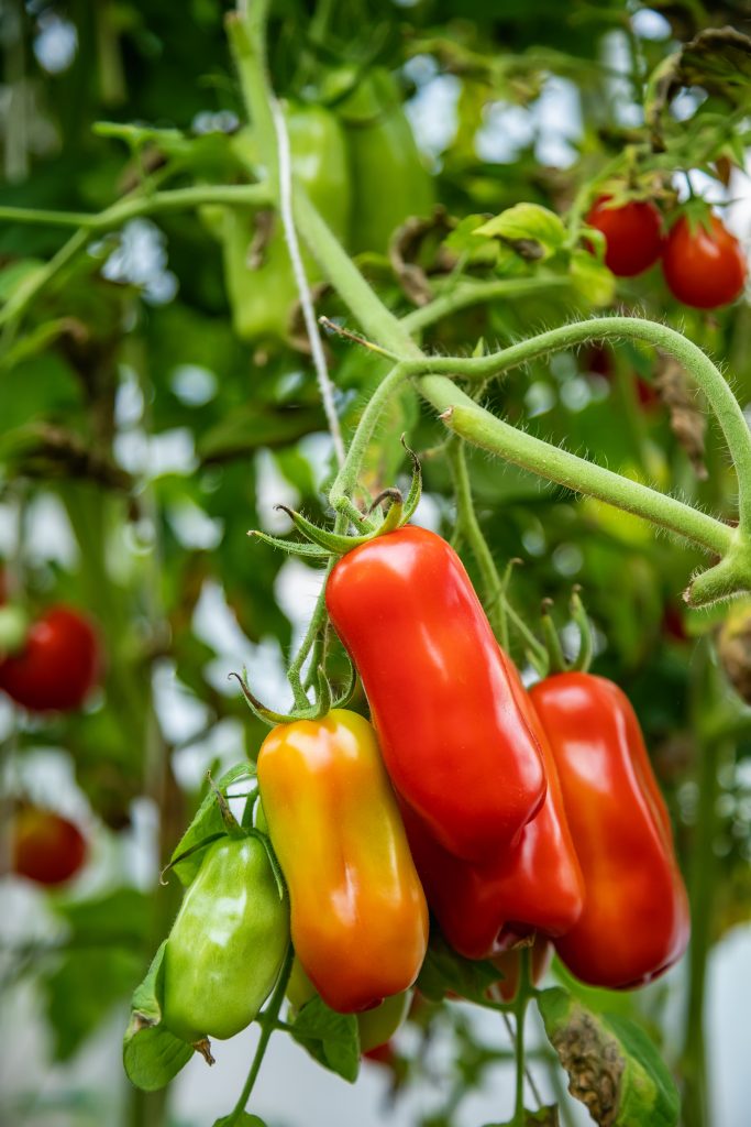 Tomates longue sur un pieds de tomate plusieurs fruits à des stades de maturation différentes