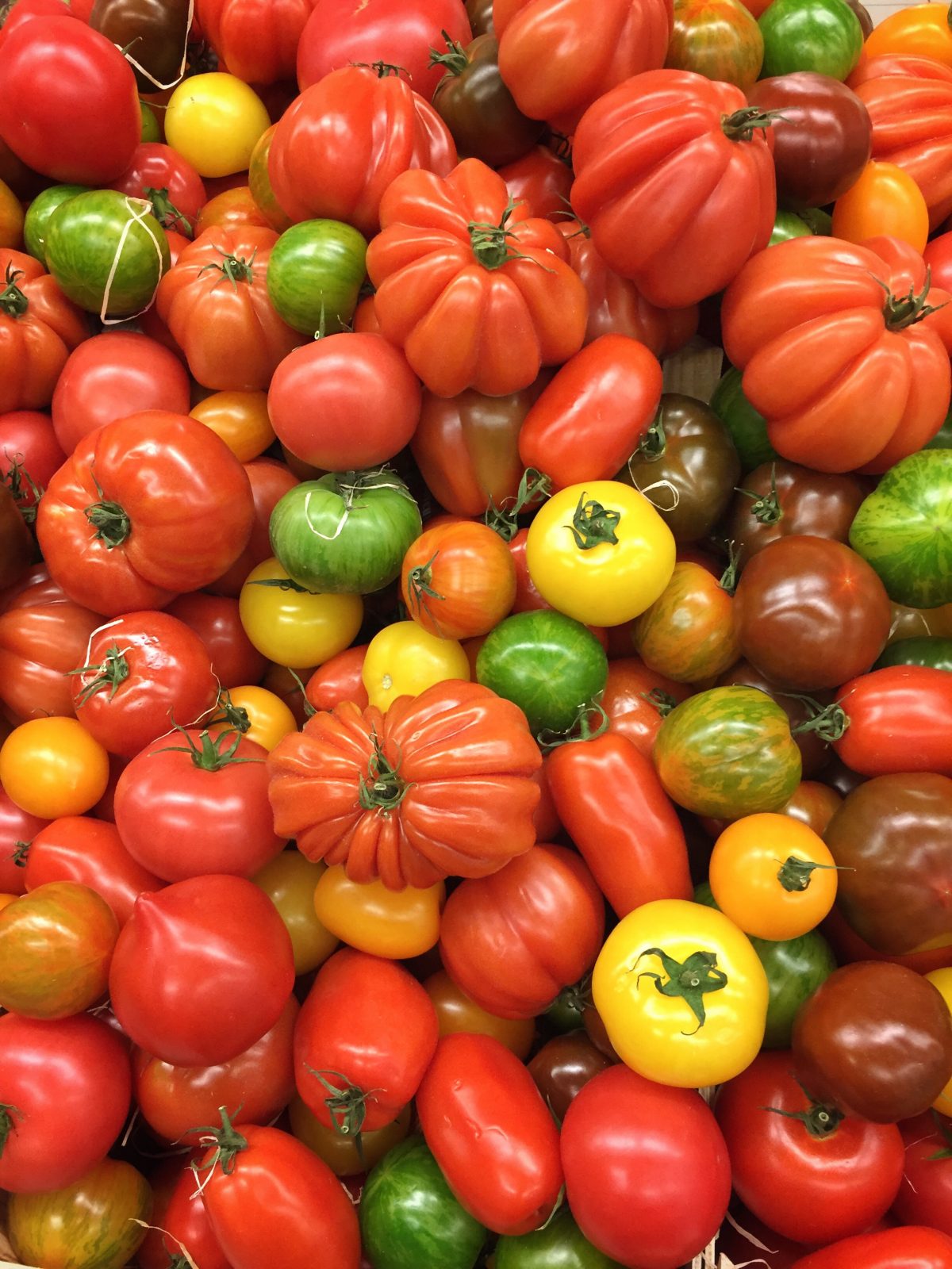 différentes variétés de tomates, plusieurs formes et couleurs de tomates