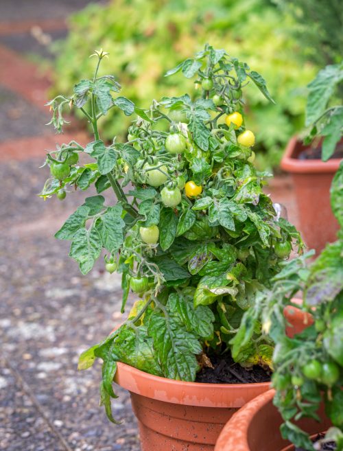 Tomates cerises cultivées dans un pot.