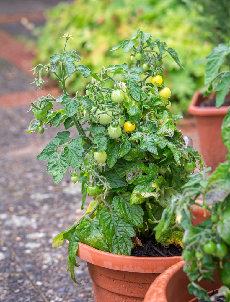 Culture de tomates cerises jaunes dans un pot sur une terrasse.