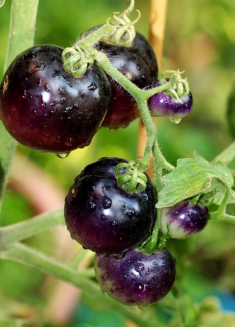 Tomates noires avec reflets violet.