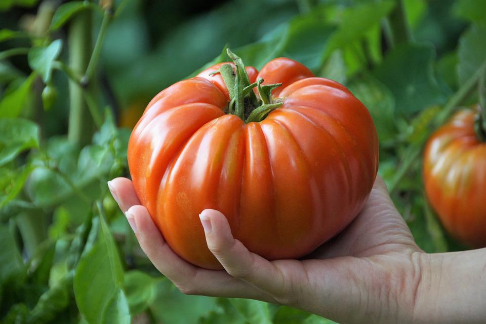 Tomate Marmande dans la main d'une femme