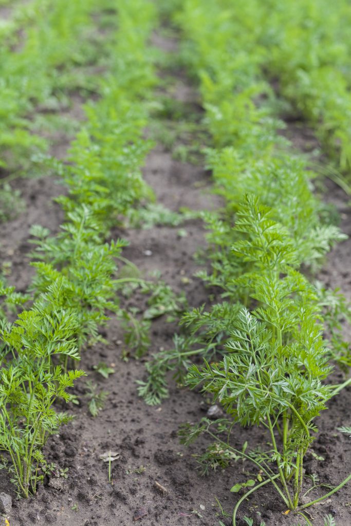 Semis de carottes en pleine terre. Les plants sont bien développés en formation de la racine.