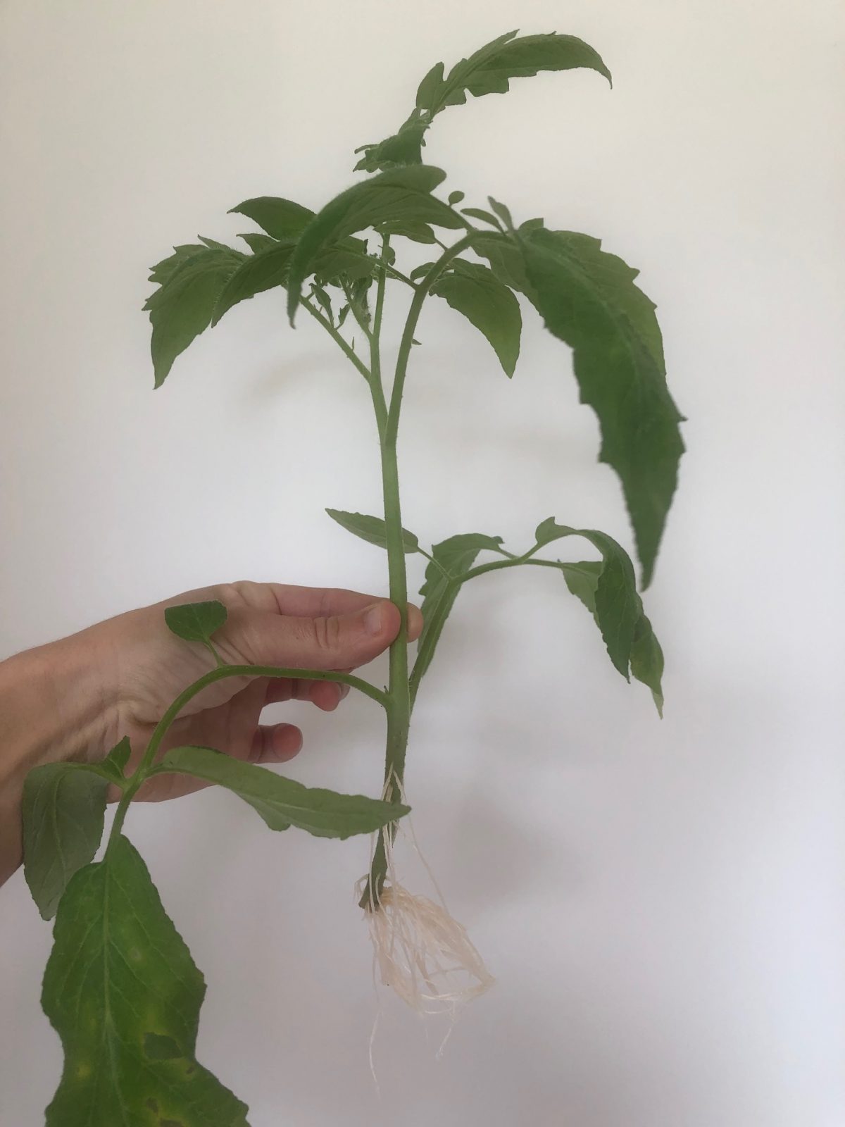 bouture de tomate greffée qui a cassé et qui racine