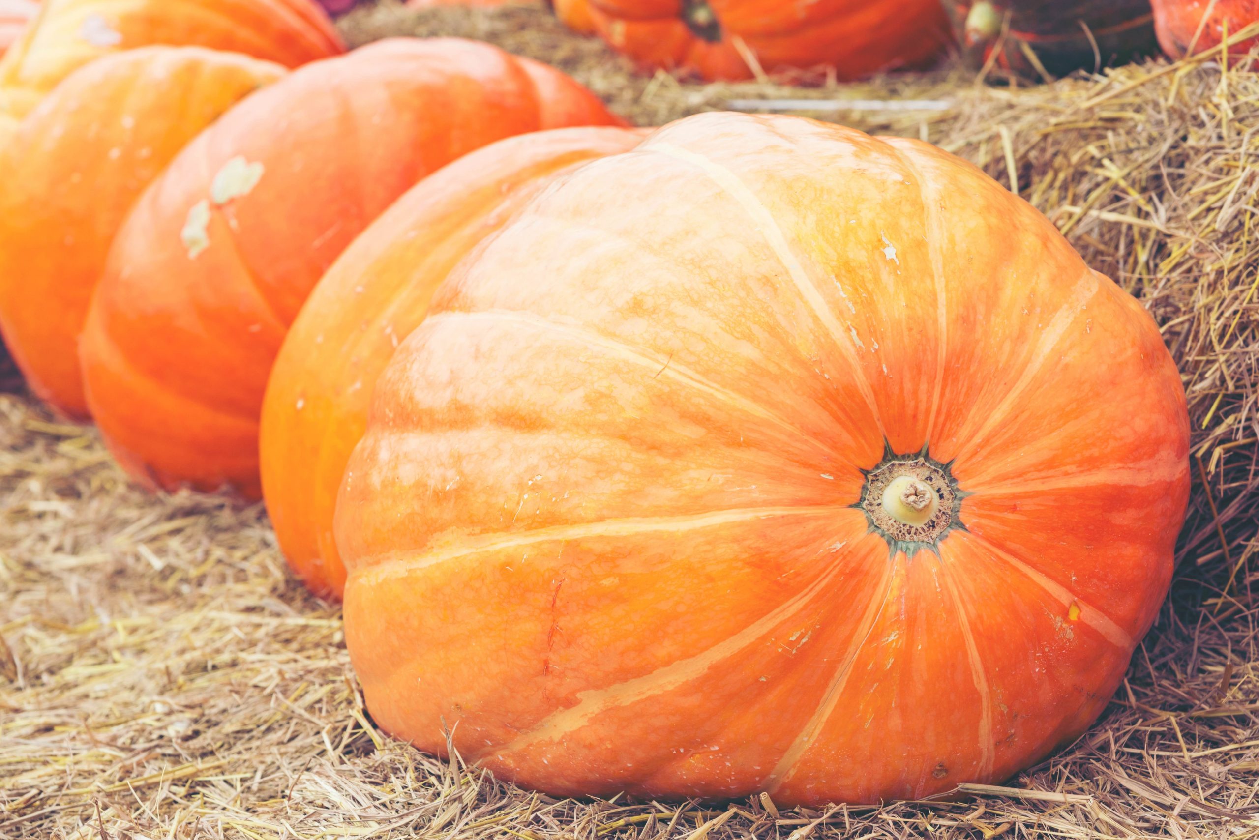 Comment avoir des potirons géants dans son potager? - Blog de Graines