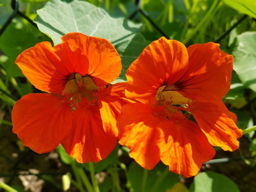 Capucine en pleine floraison avec ses fleurs oranges vives.