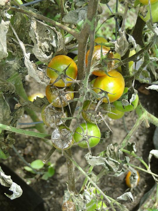 Mildiou sur un plant de tomate bien attaqué.