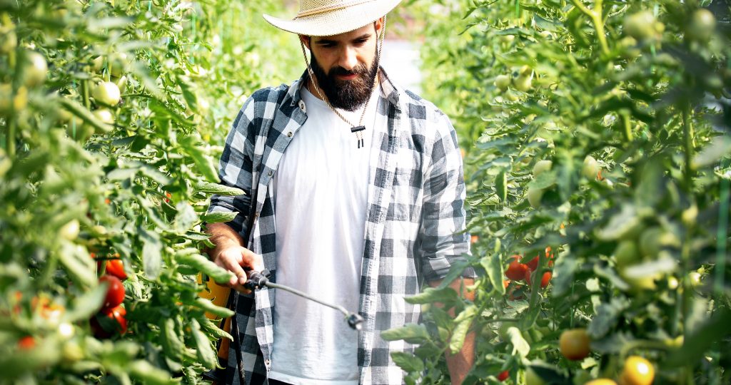 Traitement préventif contre le mildiou sur les tomates fortement développées, en pleine production.