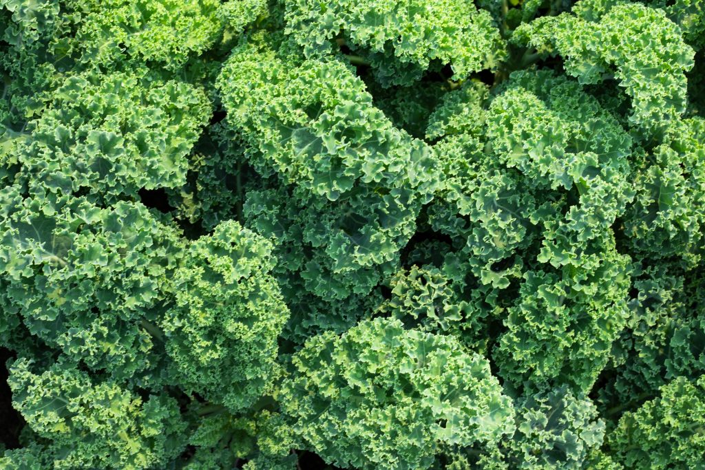 chou frisé, chou kale