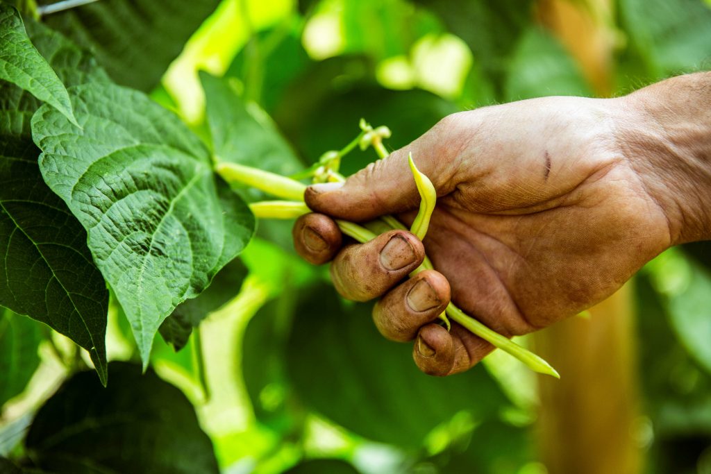 Récolte de haricot beurre par un homme.