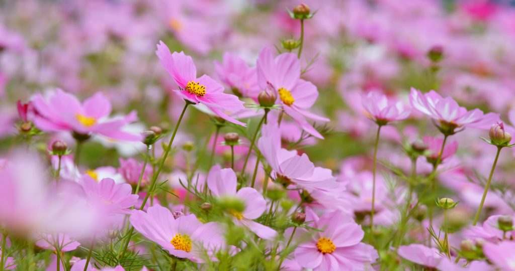 cosmos rose